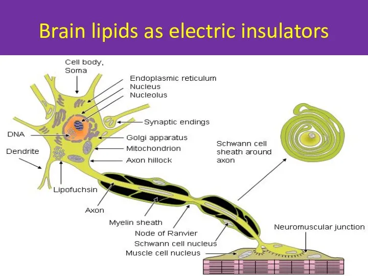 Brain lipids as electric insulators