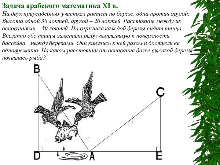 Задача арабского математика XI в. На двух приусадебных участках растет по березе, одна