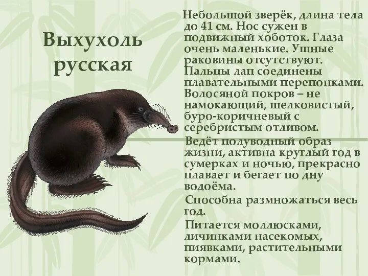Выхухоль русская Небольшой зверёк, длина тела до 41 см. Нос
