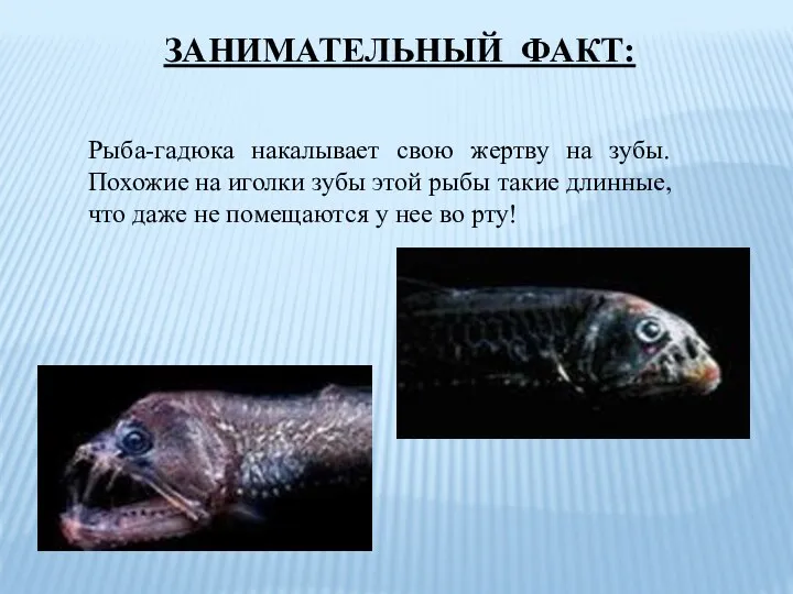 Рыба-гадюка накалывает свою жертву на зубы. Похожие на иголки зубы