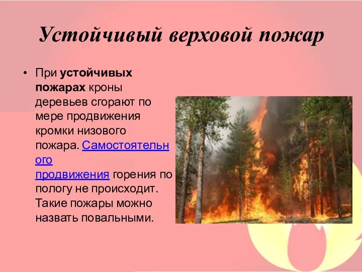 Устойчивый верховой пожар При устойчивых пожарах кроны деревьев сгорают по