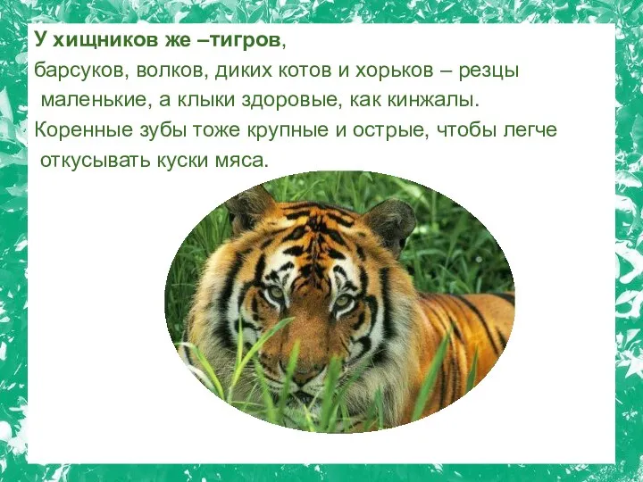У хищников же –тигров, барсуков, волков, диких котов и хорьков