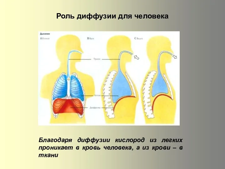 Роль диффузии для человека Благодаря диффузии кислород из легких пpоникaeт в кровь человека,