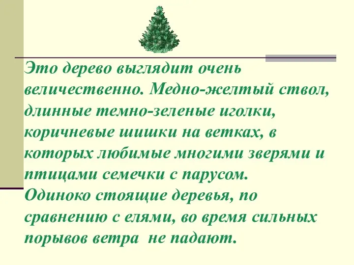 Это дерево выглядит очень величественно. Медно-желтый ствол, длинные темно-зеленые иголки,