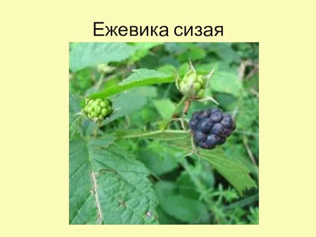 Ежевика сизая