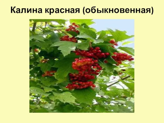 Калина красная (обыкновенная)