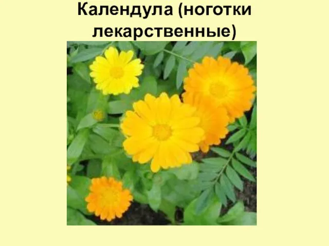 Календула (ноготки лекарственные)