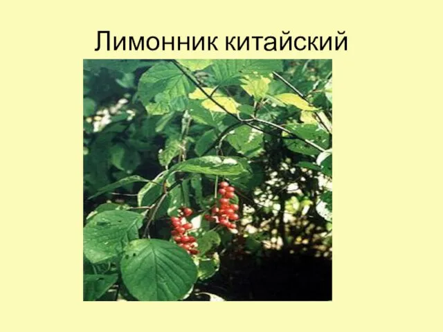 Лимонник китайский