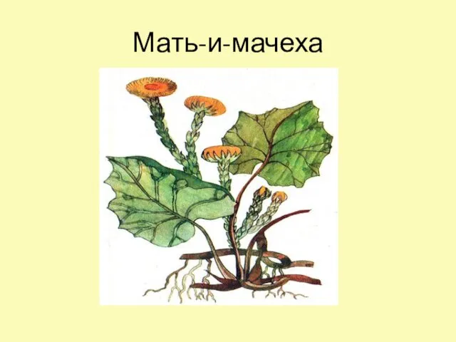 Мать-и-мачеха