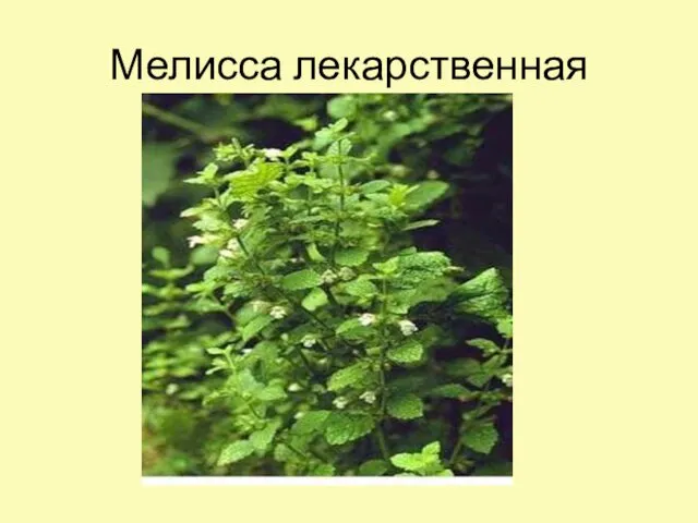 Мелисса лекарственная