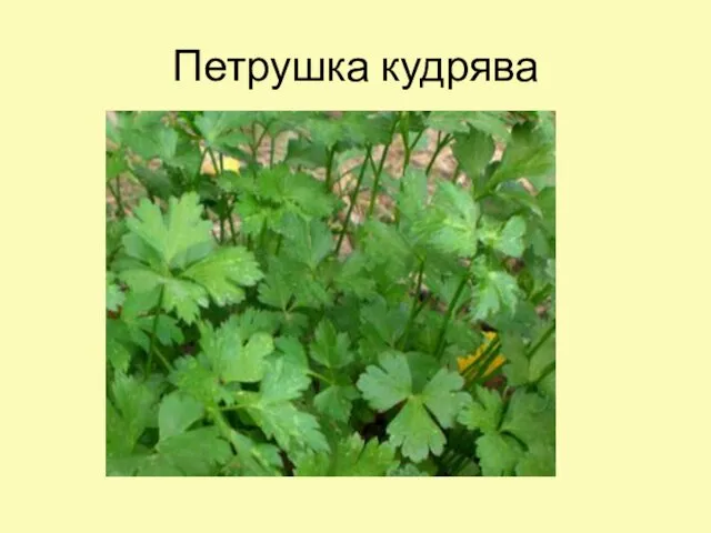 Петрушка кудрява