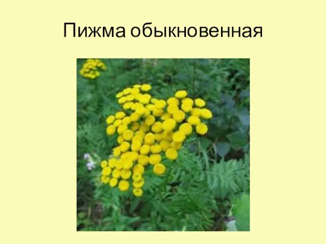 Пижма обыкновенная