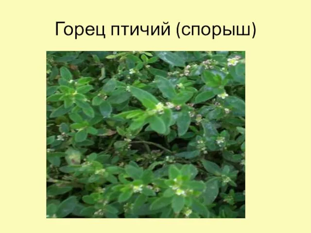 Горец птичий (спорыш)