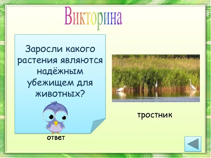 Викторина Заросли какого растения являются надёжным убежищем для животных?