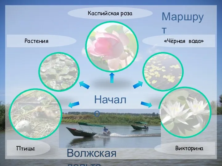 Птицы Растения «Чёрная вода» Викторина Каспийская роза Начало Волжская дельта Маршрут