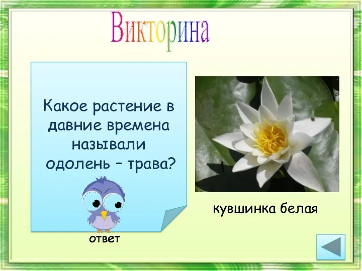 Викторина Какое растение в давние времена называли одолень – трава?