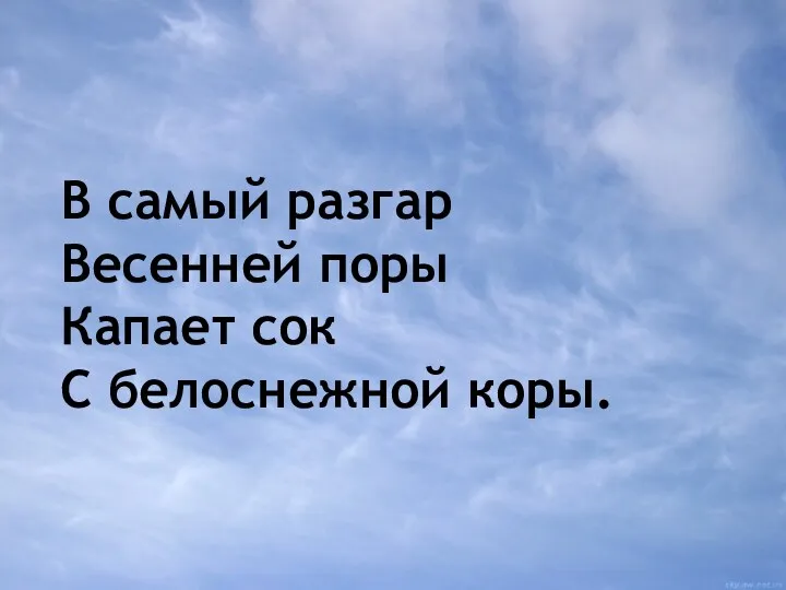 В самый разгар Весенней поры Капает сок С белоснежной коры.