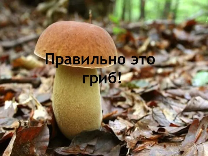 Правильно это гриб!