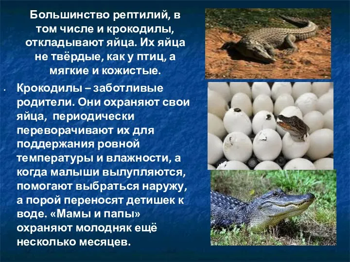 Большинство рептилий, в том числе и крокодилы, откладывают яйца. Их