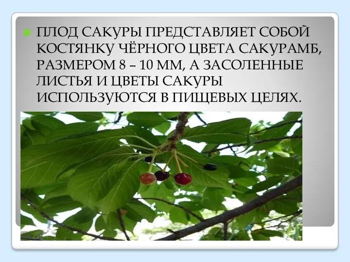 ПЛОД САКУРЫ ПРЕДСТАВЛЯЕТ СОБОЙ КОСТЯНКУ ЧЁРНОГО ЦВЕТА САКУРАМБ, РАЗМЕРОМ 8