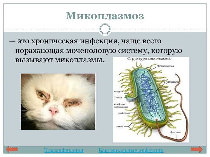 Микоплазмоз — это хроническая инфекция, чаще всего поражающая мочеполовую систему, которую вызывают микоплазмы. Классификация Бактериальные инфекции