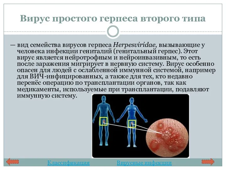 Вирус простого герпеса второго типа — вид семейства вирусов герпеса