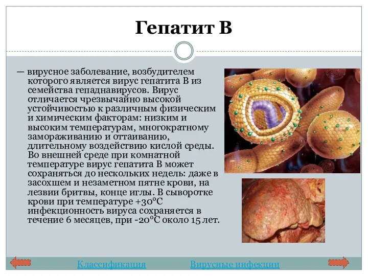 Гепатит В — вирусное заболевание, возбудителем которого является вирус гепатита В из семейства