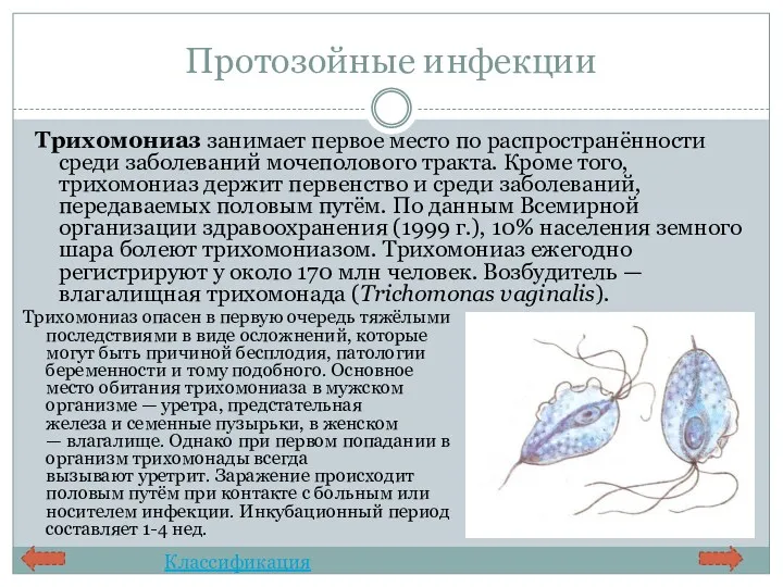 Протозойные инфекции Трихомониаз опасен в первую очередь тяжёлыми последствиями в