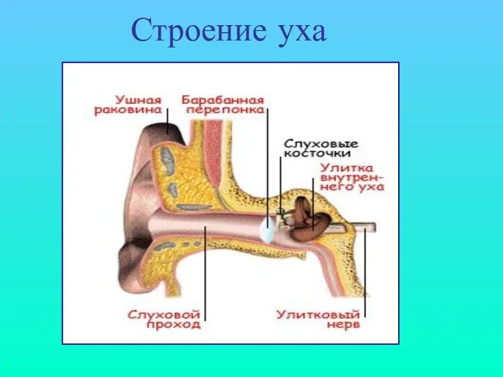 Строение уха