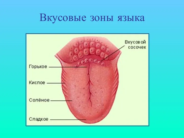 Вкусовые зоны языка