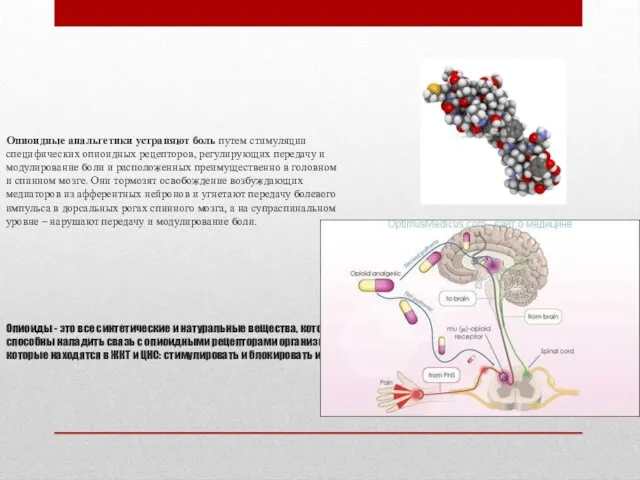 Опиоидные анальгетики устраняют боль путем стимуляции специфических опиоидных рецепторов, регулирующих передачу и модулирование