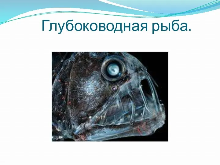 Глубоководная рыба.