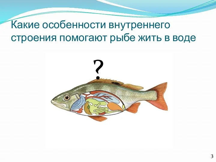 ? Какие особенности внутреннего строения помогают рыбе жить в воде 3