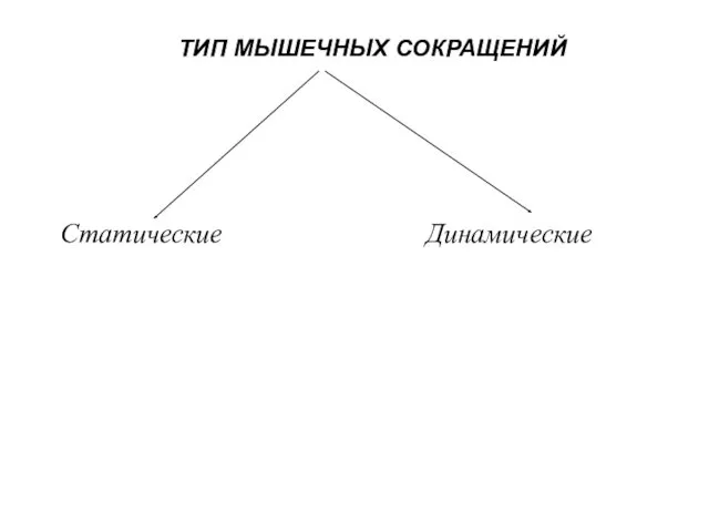 ТИП МЫШЕЧНЫХ СОКРАЩЕНИЙ Статические Динамические