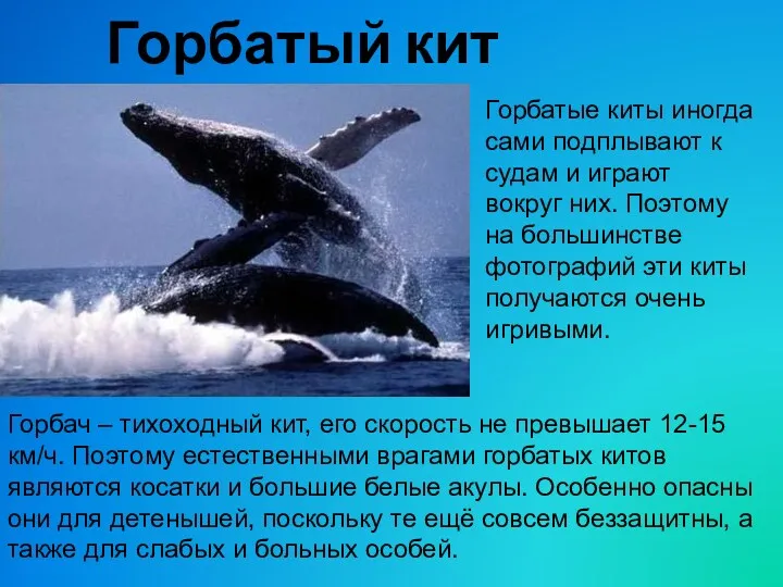 Горбатый кит Горбатые киты иногда сами подплывают к судам и играют вокруг них.