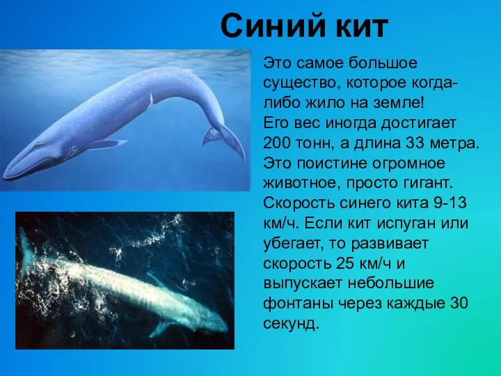 Синий кит Это самое большое существо, которое когда-либо жило на