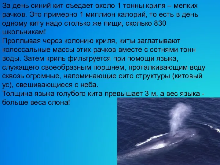 За день синий кит съедает около 1 тонны криля – мелких рачков. Это