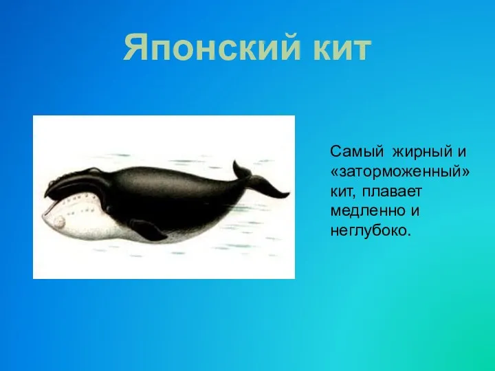 Самый жирный и «заторможенный» кит, плавает медленно и неглубоко. Японский кит