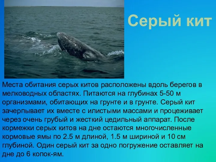 Места обитания серых китов расположены вдоль берегов в мелководных областях. Питаются на глубинах