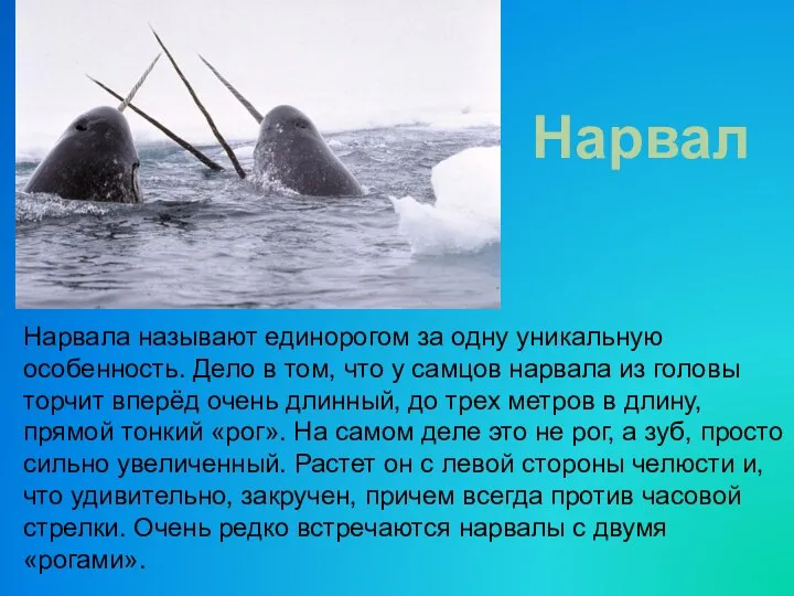 Нарвала называют единорогом за одну уникальную особенность. Дело в том, что у самцов