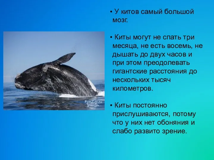 У китов самый большой мозг. Киты могут не спать три месяца, не есть
