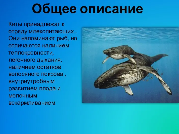 Общее описание Киты принадлежат к отряду млекопитающих . Они напоминают рыб, но отличаются