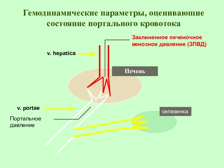 Гемодинамические параметры, оценивающие состояние портального кровотока Печень v. hepatica v.
