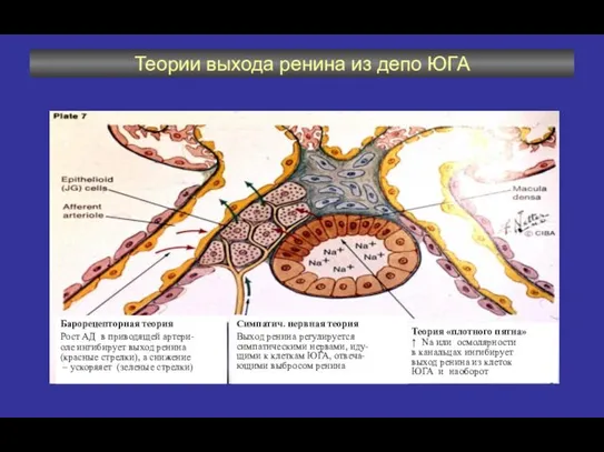 Теории выхода ренина из депо ЮГА Барорецепторная теория Рост АД