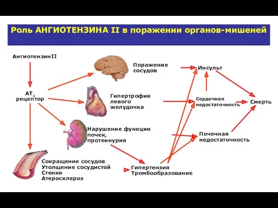 АнгиотензинII Смерть Нарушение функции почек, протеинурия Почечная недостаточность Гипертрофия левого