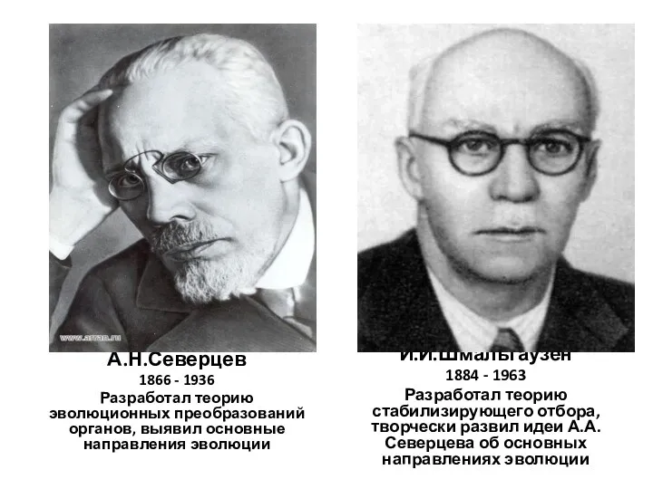 А.Н.Северцев 1866 - 1936 Разработал теорию эволюционных преобразований органов, выявил