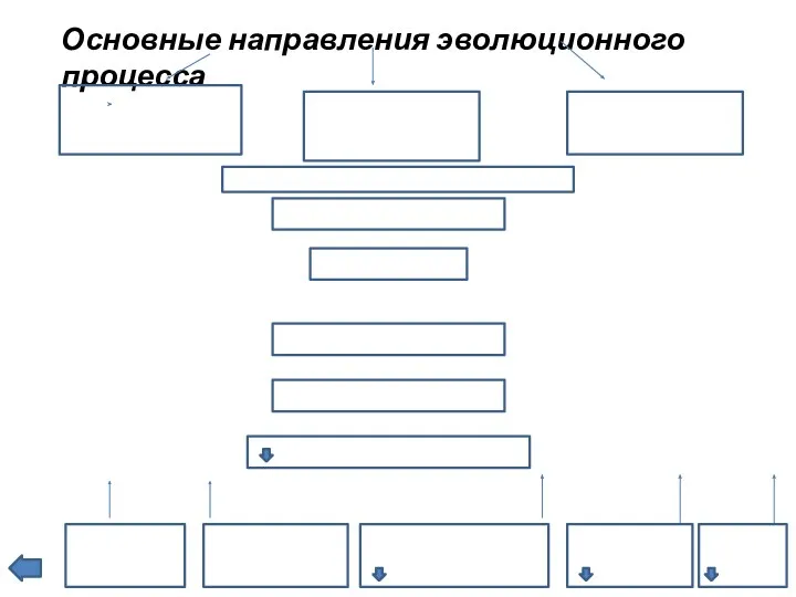 Основные направления эволюционного процесса