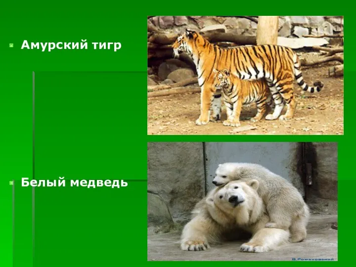 Амурский тигр Белый медведь