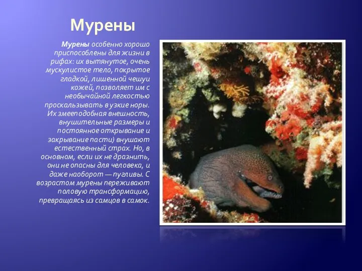Мурены Мурены особенно хорошо приспособлены для жизни в рифах: их вытянутое, очень мускулистое