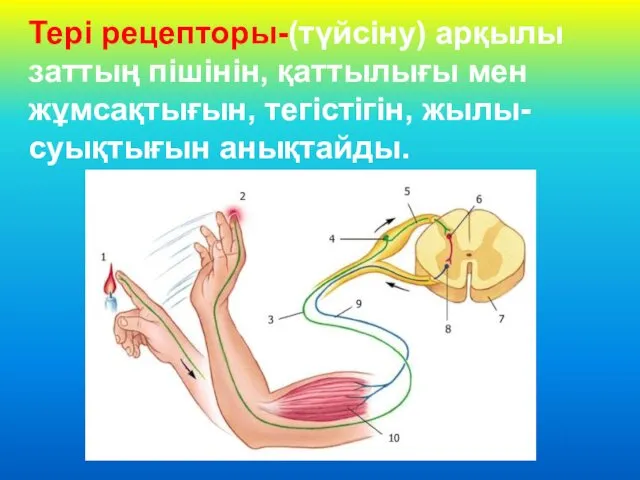 Тері рецепторы-(түйсіну) арқылы заттың пішінін, қаттылығы мен жұмсақтығын, тегістігін, жылы-суықтығын анықтайды.